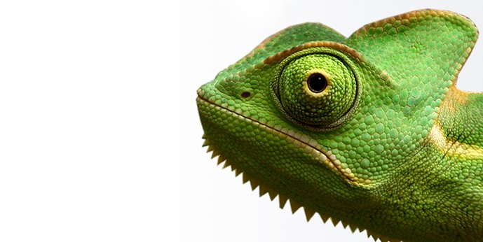 SharePoint und opus 5